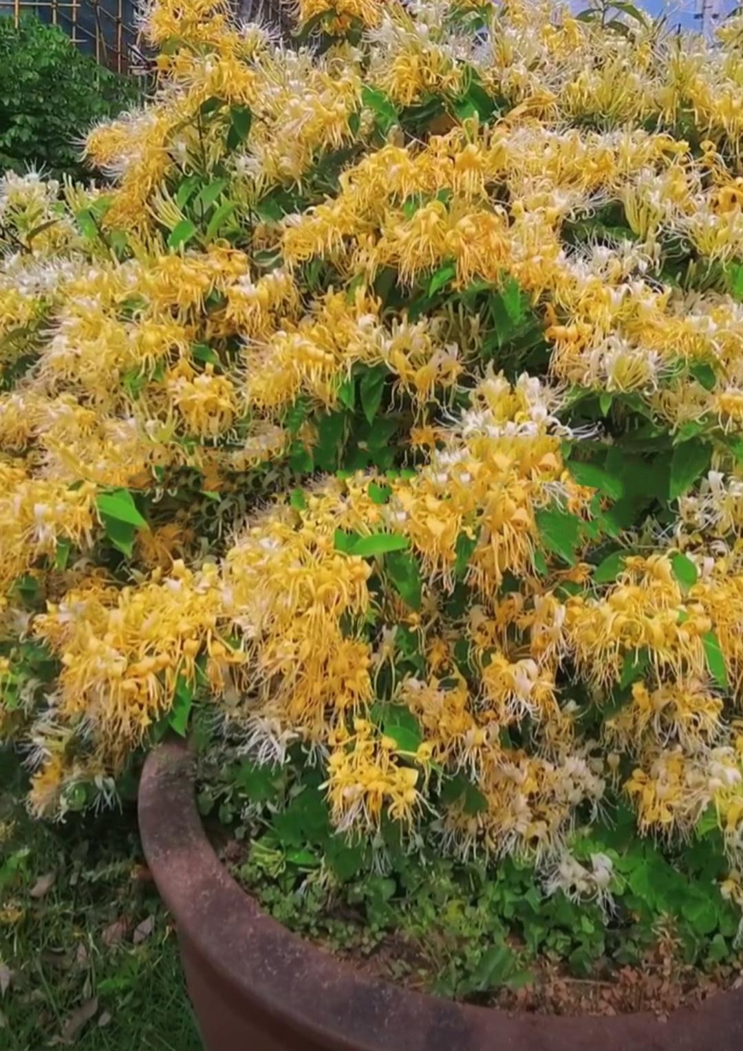 Nhà giàu thích trồng cây cảnh 