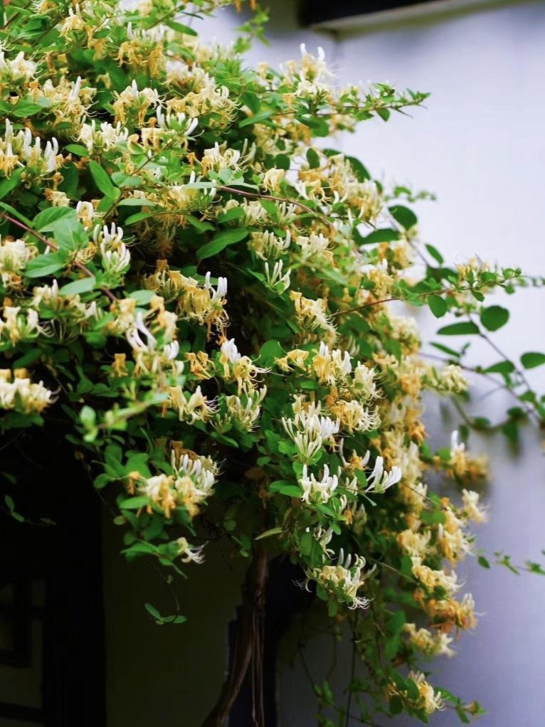 Nhà giàu thích trồng cây cảnh 