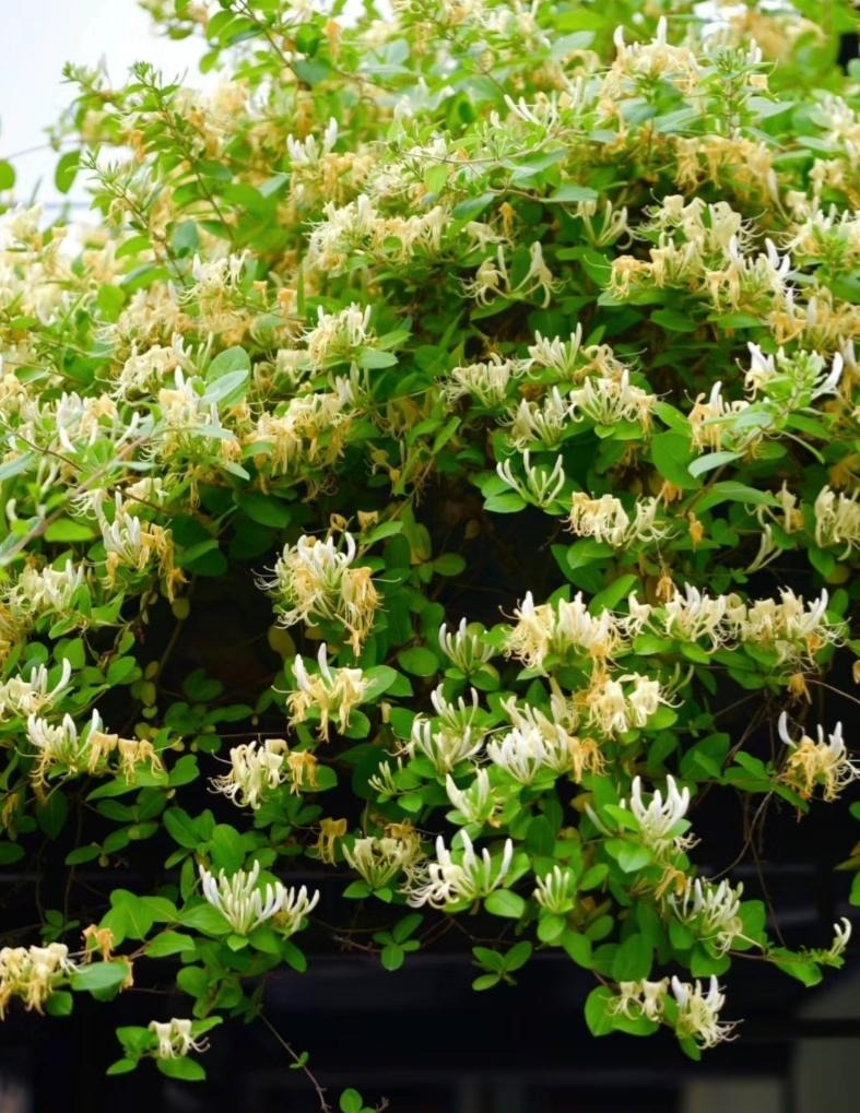 Nhà giàu thích trồng cây cảnh 