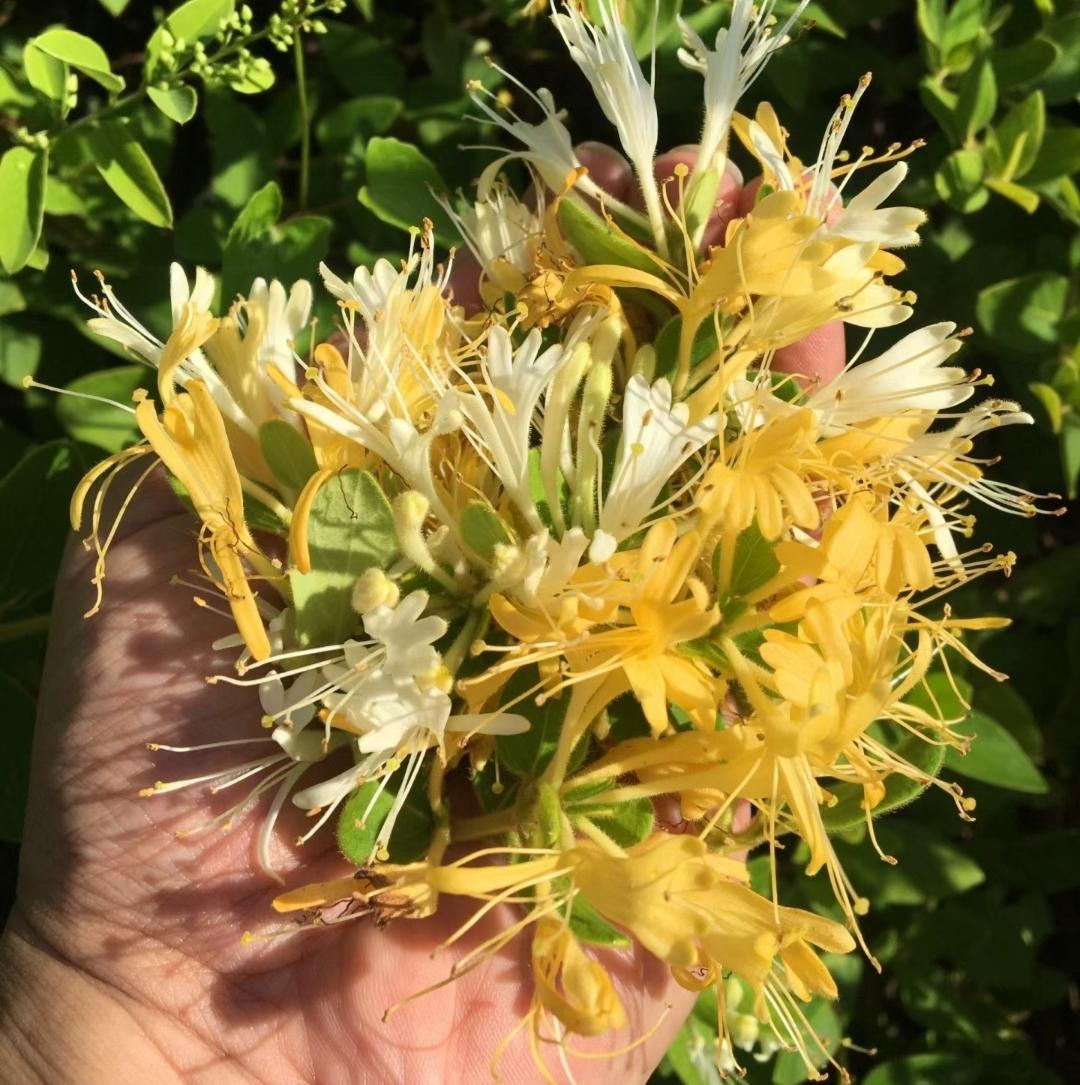 Nhà giàu thích trồng cây cảnh 