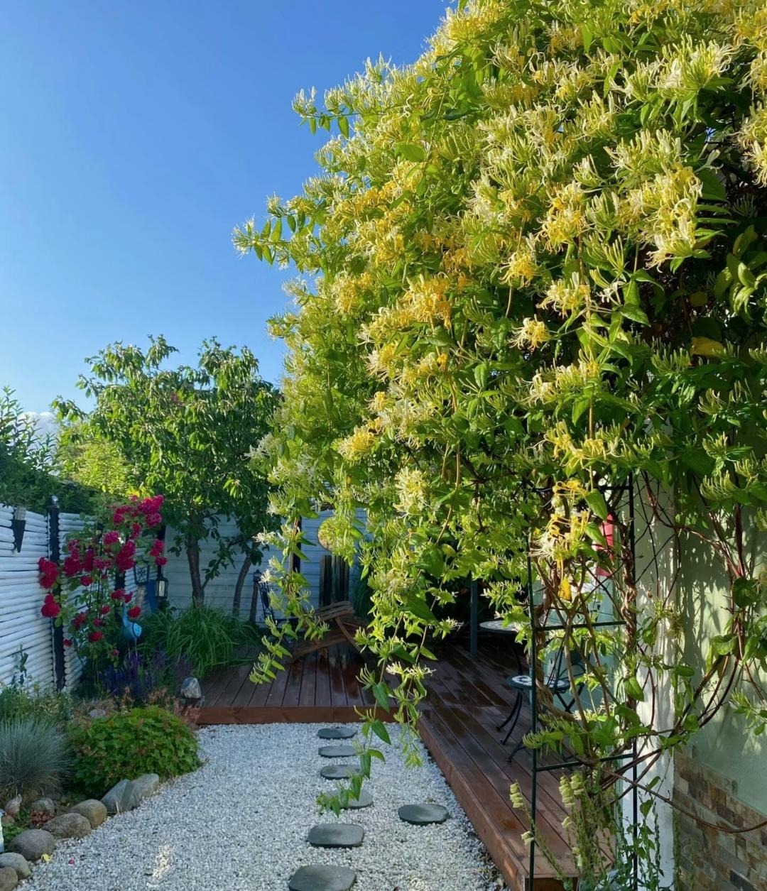 Nhà giàu thích trồng cây cảnh 