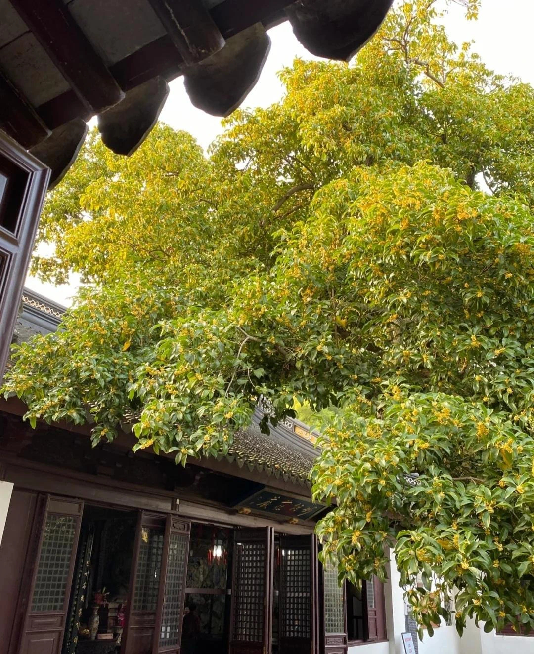 7 cây cảnh phú quý, chăm sóc tốt, trăm năm sau giá khủng như vàng, chiêu tài nạp phúc cho gia đình- Ảnh 12.