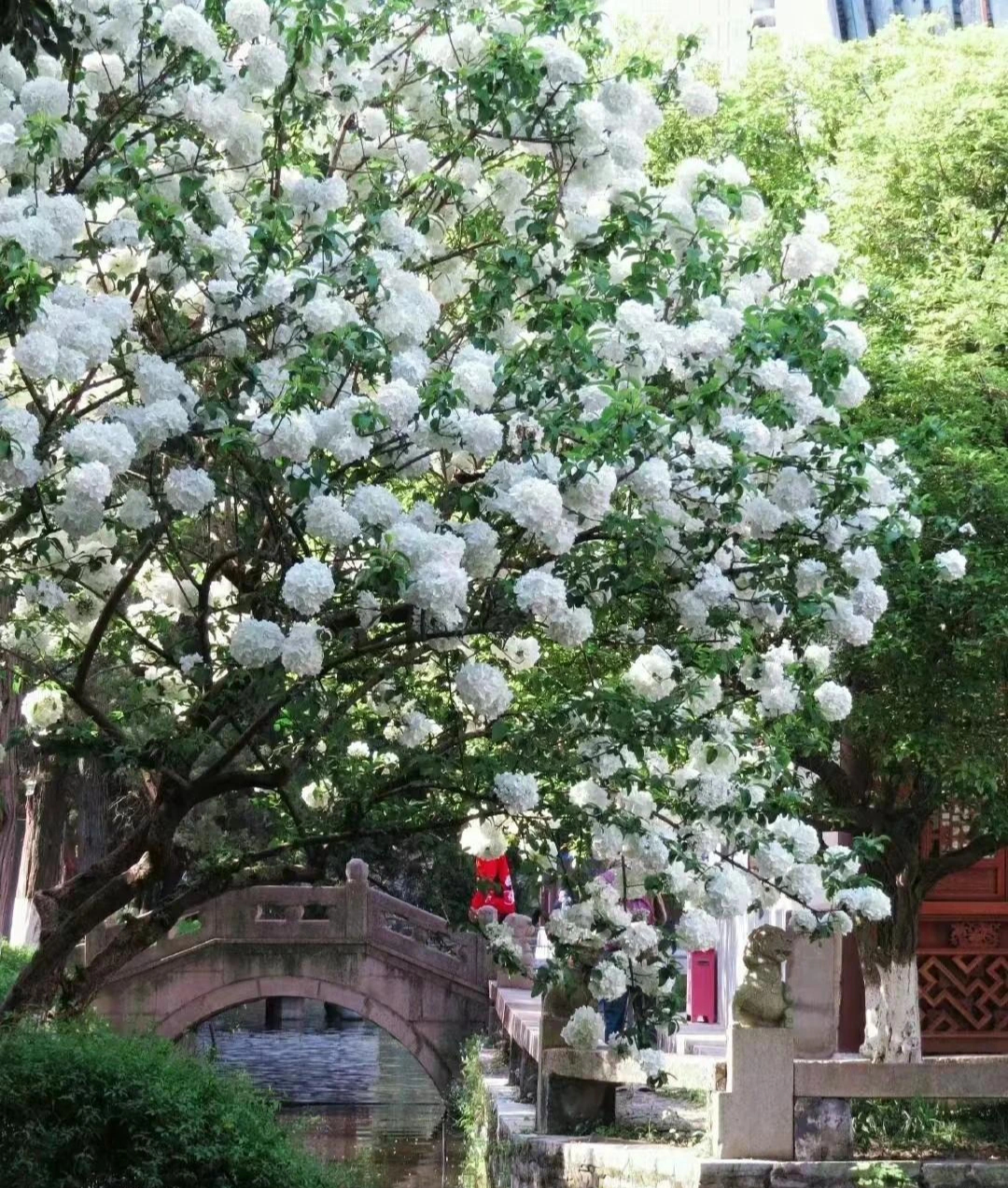 7 cây cảnh phú quý, chăm sóc tốt, trăm năm sau giá khủng như vàng, chiêu tài nạp phúc cho gia đình- Ảnh 15.