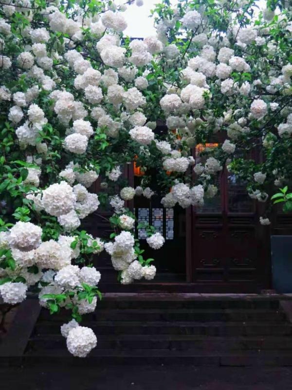 7 cây cảnh phú quý, chăm sóc tốt, trăm năm sau giá khủng như vàng, chiêu tài nạp phúc cho gia đình- Ảnh 13.