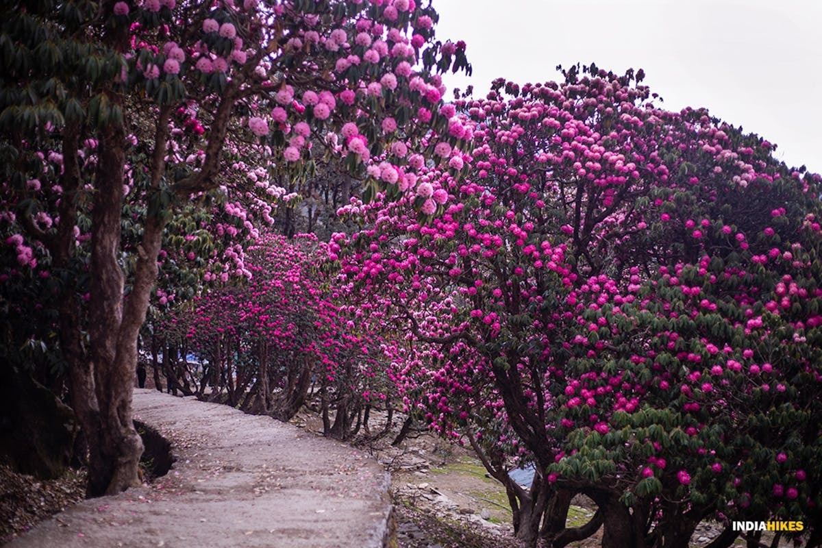 7 cây cảnh phú quý, chăm sóc tốt, trăm năm sau giá khủng như vàng, chiêu tài nạp phúc cho gia đình- Ảnh 2.
