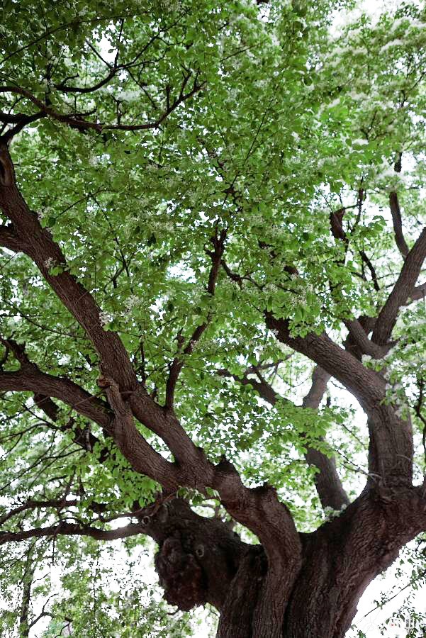 7 cây cảnh phú quý, chăm sóc tốt, trăm năm sau giá khủng như vàng, chiêu tài nạp phúc cho gia đình- Ảnh 20.