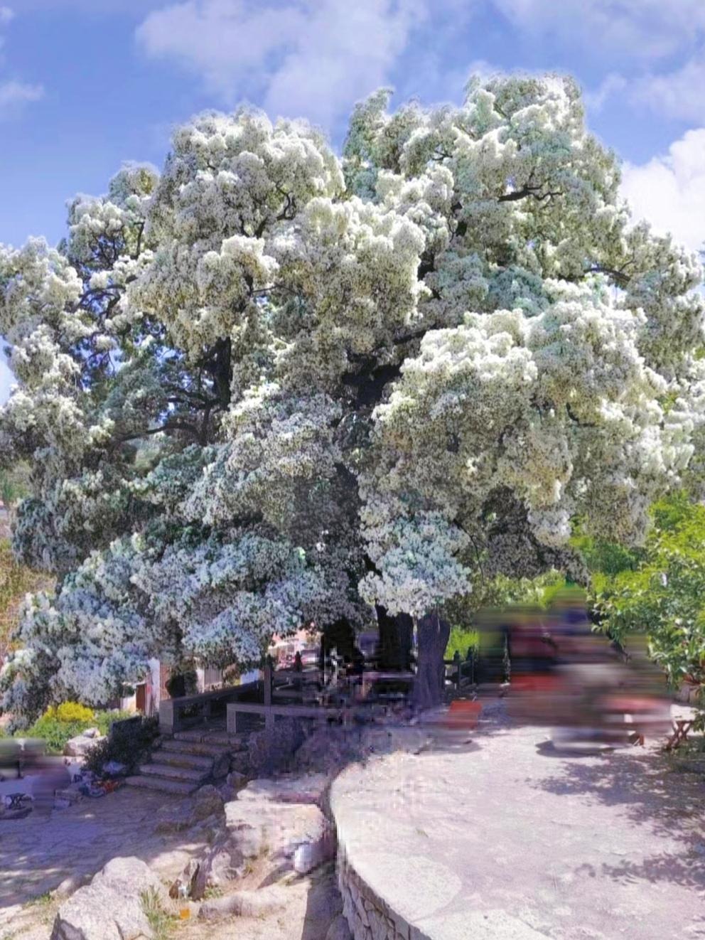 7 cây cảnh phú quý, chăm sóc tốt, trăm năm sau giá khủng như vàng, chiêu tài nạp phúc cho gia đình- Ảnh 19.