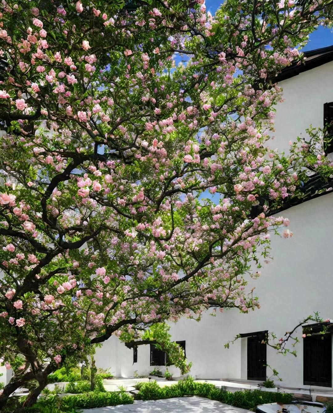 7 cây cảnh phú quý, chăm sóc tốt, trăm năm sau giá khủng như vàng, chiêu tài nạp phúc cho gia đình- Ảnh 7.