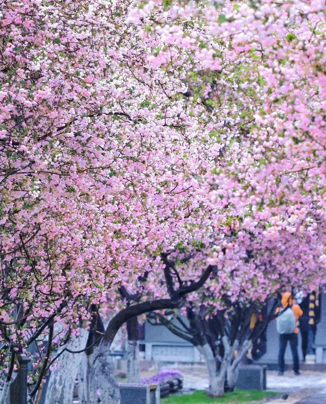 7 cây cảnh phú quý, chăm sóc tốt, trăm năm sau giá khủng như vàng, chiêu tài nạp phúc cho gia đình- Ảnh 8.