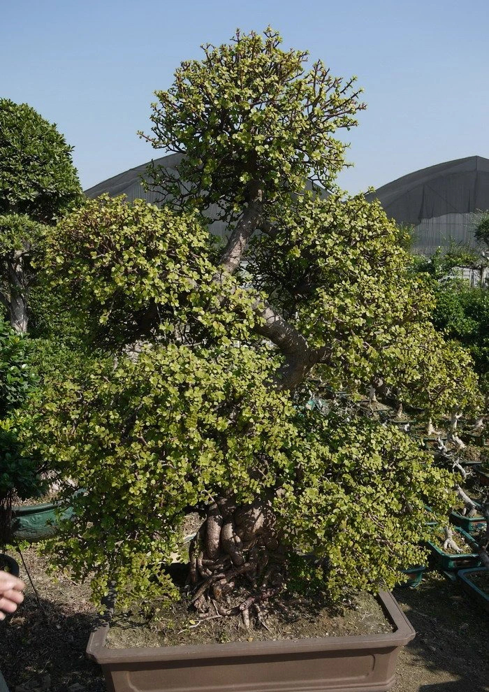 Loài mọc hoang giờ thành cây cảnh tài lộc giá trị, người giàu ưa thích, chiêu vàng rước ngọc đầy nhà- Ảnh 1.