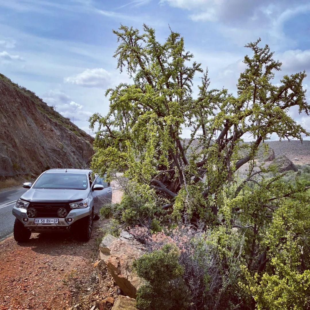 Loài mọc hoang giờ thành cây cảnh tài lộc giá trị, người giàu ưa thích, chiêu vàng rước ngọc đầy nhà- Ảnh 10.