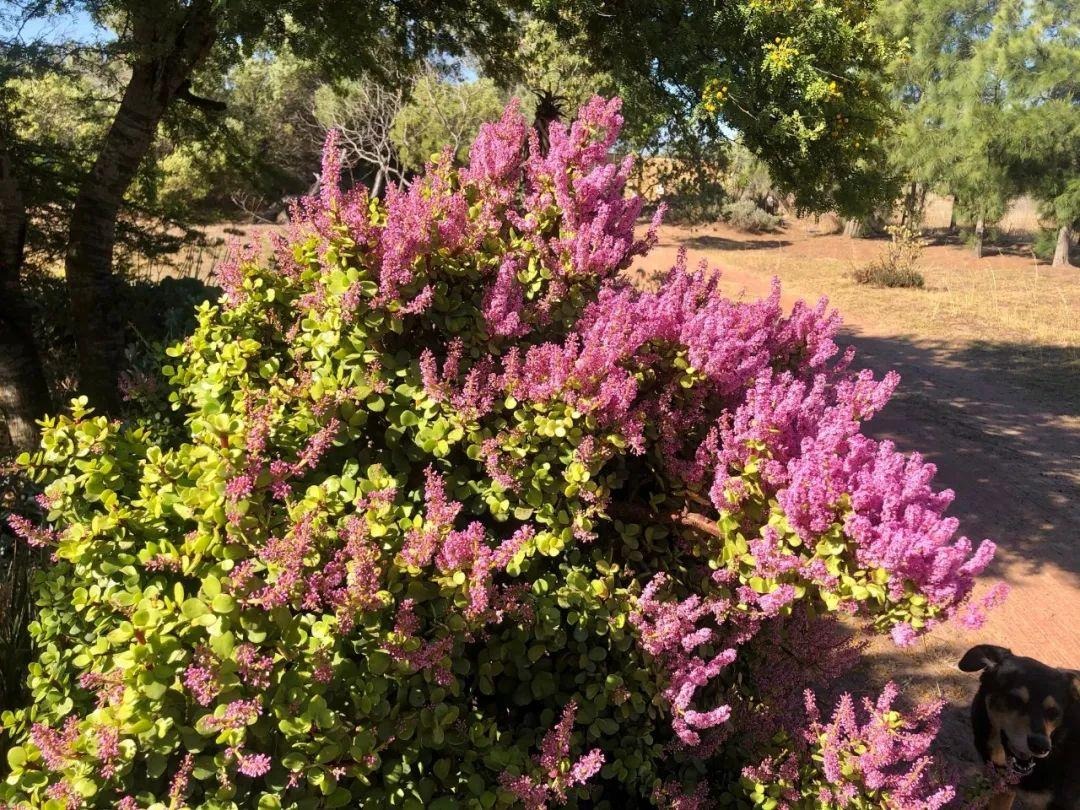 Loài mọc hoang giờ thành cây cảnh tài lộc giá trị, người giàu ưa thích, chiêu vàng rước ngọc đầy nhà- Ảnh 15.