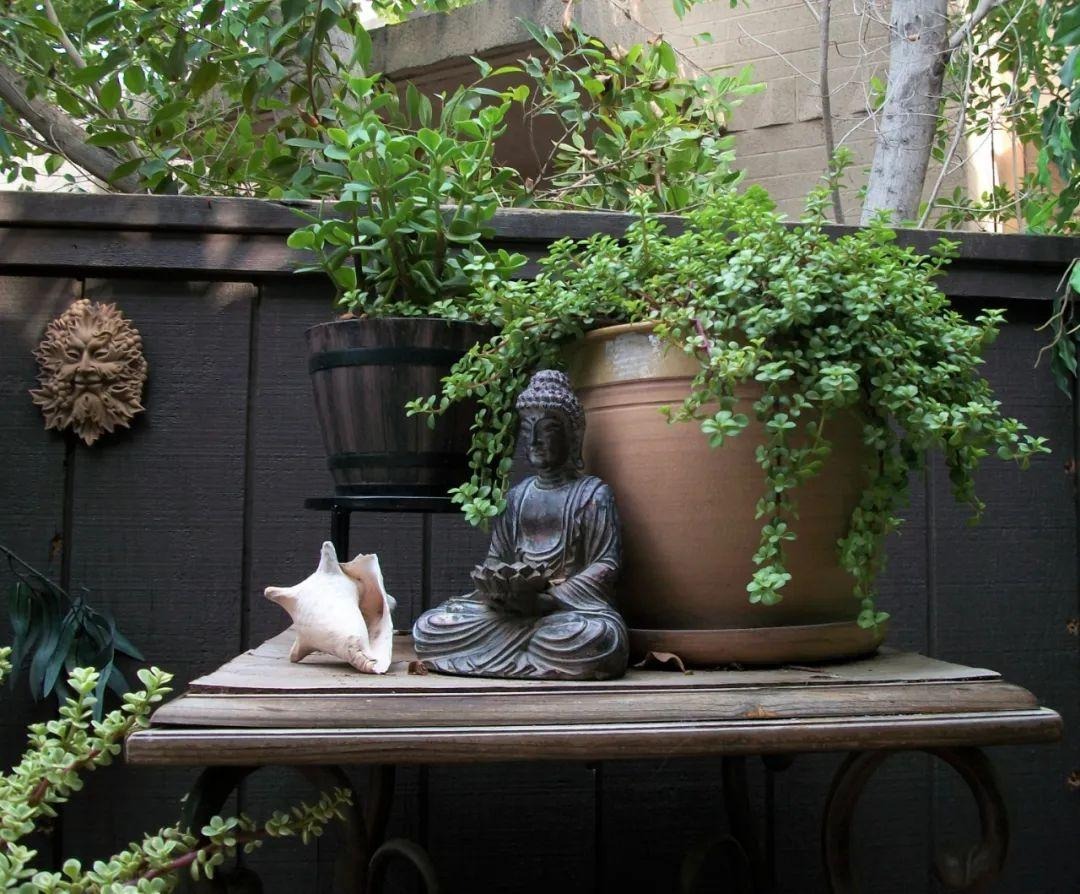 Loài mọc hoang giờ thành cây cảnh tài lộc giá trị, người giàu ưa thích, chiêu vàng rước ngọc đầy nhà- Ảnh 17.