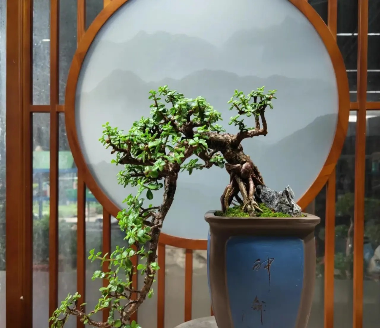 Loài mọc hoang giờ thành cây cảnh tài lộc giá trị, người giàu ưa thích, chiêu vàng rước ngọc đầy nhà- Ảnh 14.