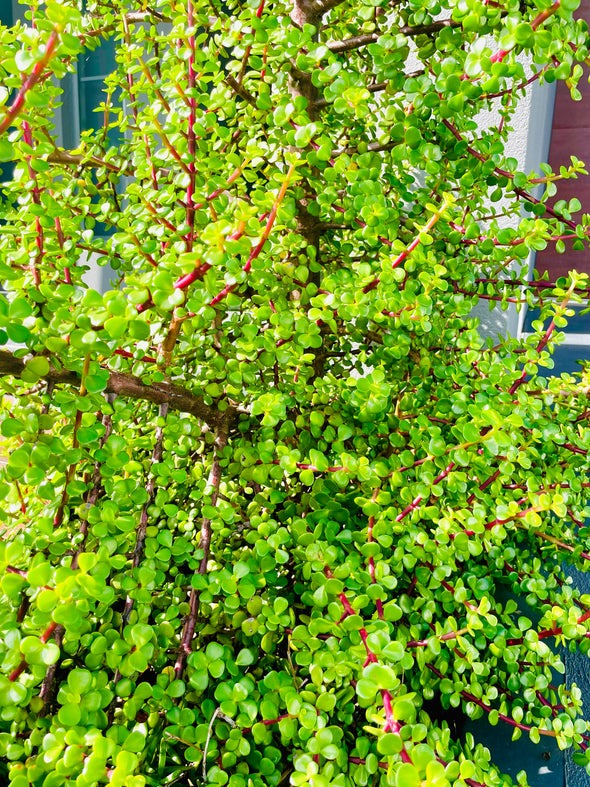 Loài mọc hoang giờ thành cây cảnh tài lộc giá trị, người giàu ưa thích, chiêu vàng rước ngọc đầy nhà- Ảnh 9.