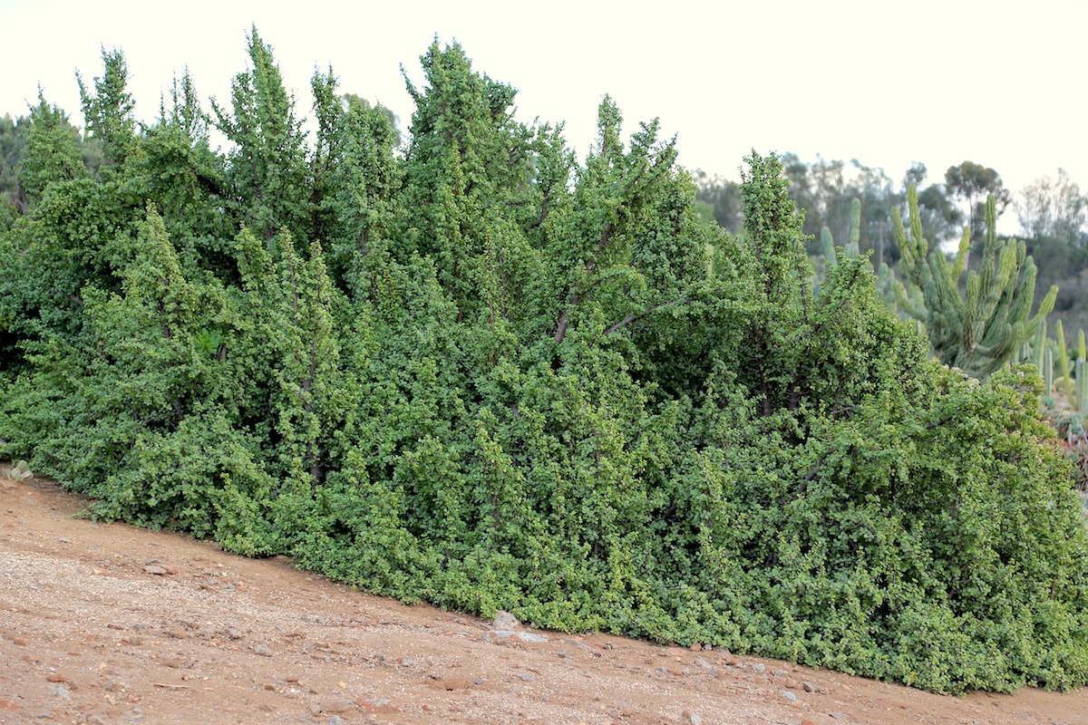 Loài mọc hoang giờ thành cây cảnh tài lộc giá trị, người giàu ưa thích, chiêu vàng rước ngọc đầy nhà- Ảnh 4.