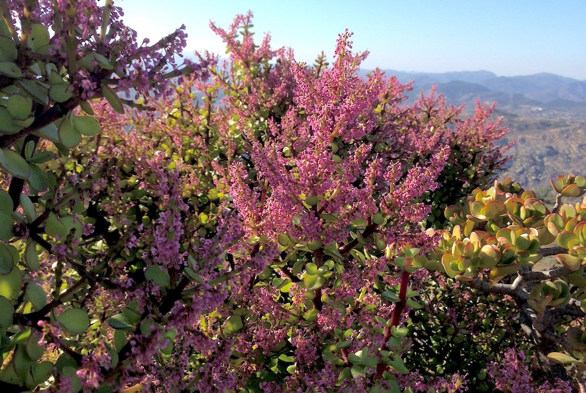 Loài mọc hoang giờ thành cây cảnh tài lộc giá trị, người giàu ưa thích, chiêu vàng rước ngọc đầy nhà- Ảnh 7.