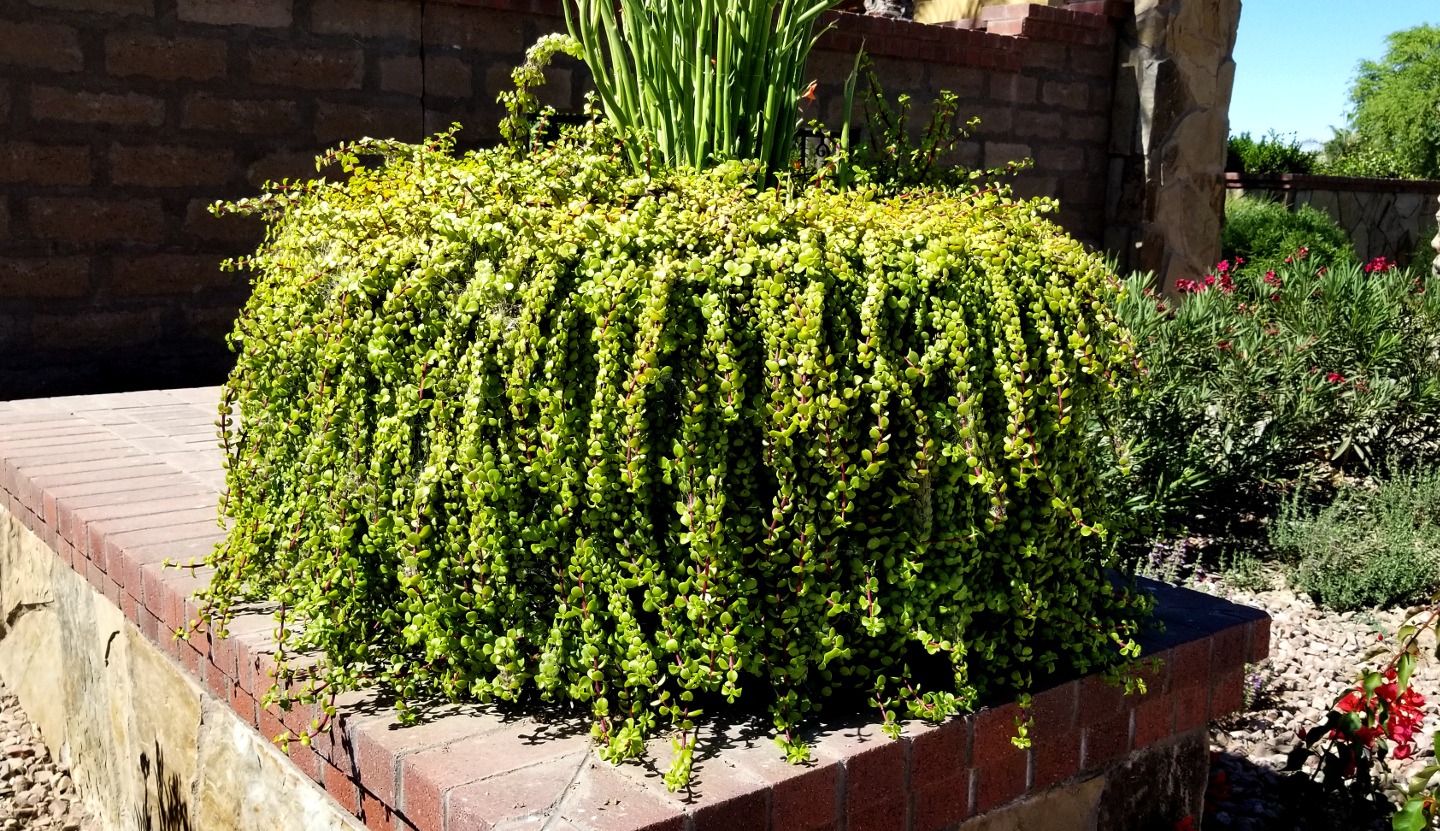 Loài mọc hoang giờ thành cây cảnh tài lộc giá trị, người giàu ưa thích, chiêu vàng rước ngọc đầy nhà- Ảnh 13.