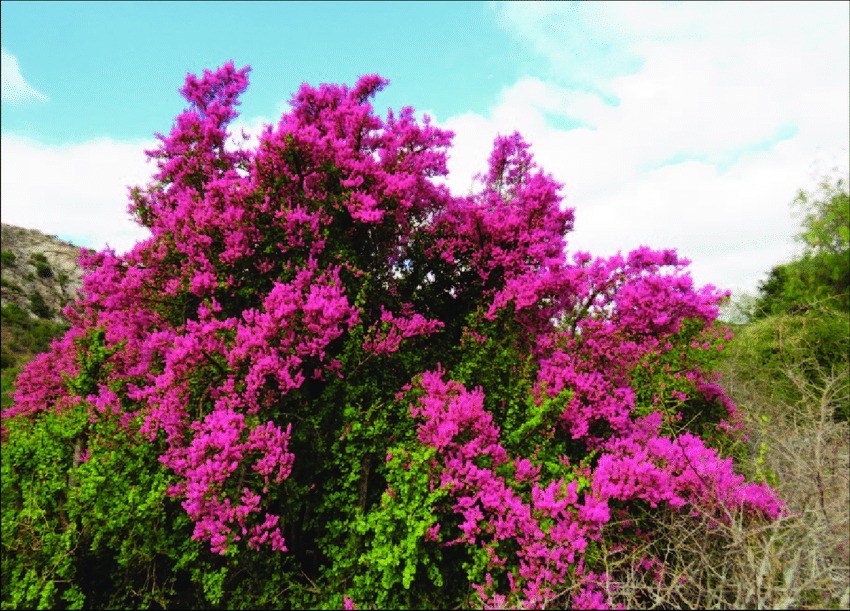 Loài mọc hoang giờ thành cây cảnh tài lộc giá trị, người giàu ưa thích, chiêu vàng rước ngọc đầy nhà- Ảnh 3.