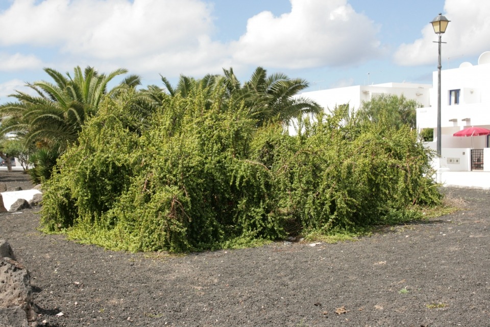 Loài mọc hoang giờ thành cây cảnh tài lộc giá trị, người giàu ưa thích, chiêu vàng rước ngọc đầy nhà- Ảnh 5.