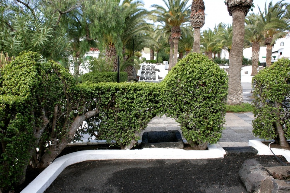 Loài mọc hoang giờ thành cây cảnh tài lộc giá trị, người giàu ưa thích, chiêu vàng rước ngọc đầy nhà- Ảnh 12.