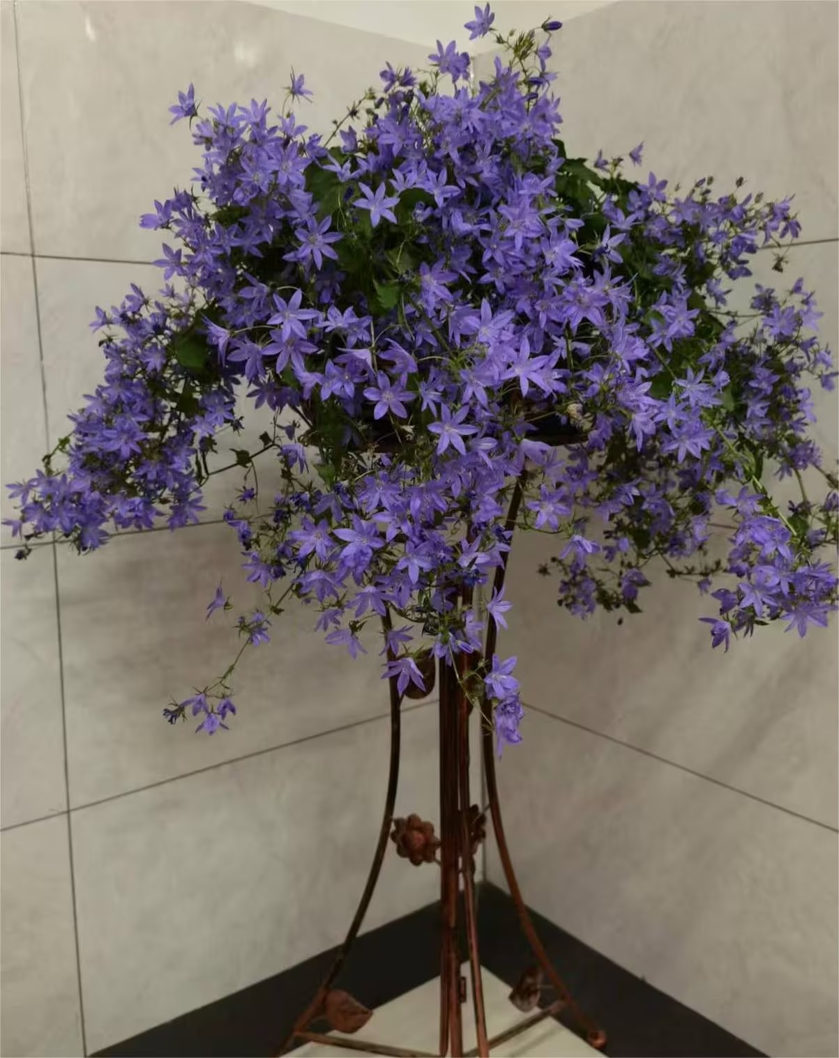Cỏ dại "đổi vận" thành cây cảnh được ưu ái, hoa đổ như thác nước xanh, xinh đẹp động lòng người- Ảnh 7. Cỏ dại "đổi vận" thành cây cảnh được ưu ái, hoa đổ như thác nước xanh, xinh đẹp động lòng người- Ảnh 7.