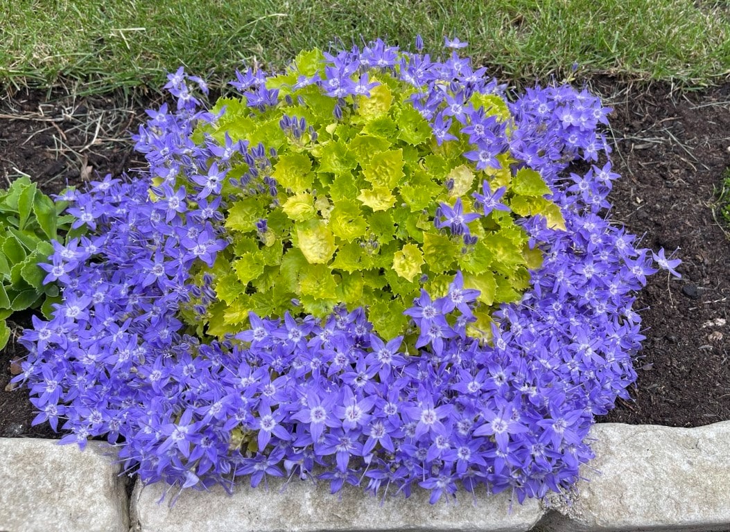 Cỏ dại "đổi vận" thành cây cảnh được ưu ái, hoa đổ như thác nước xanh, xinh đẹp động lòng người- Ảnh 5. Cỏ dại "đổi vận" thành cây cảnh được ưu ái, hoa đổ như thác nước xanh, xinh đẹp động lòng người- Ảnh 5.