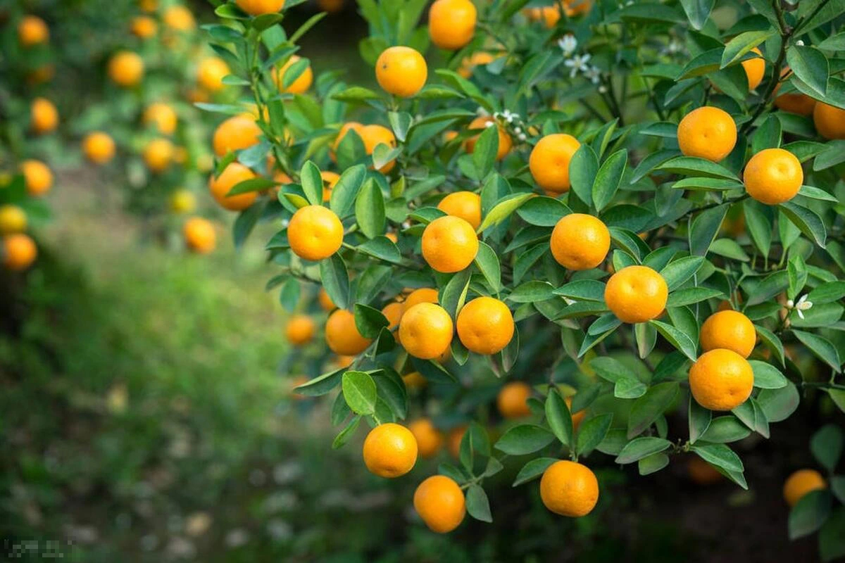 Người xưa dặn: "Trong nhà có 3 cây cảnh, gia đình được ban phước lành, cơm áo không lo" - Ảnh 9.