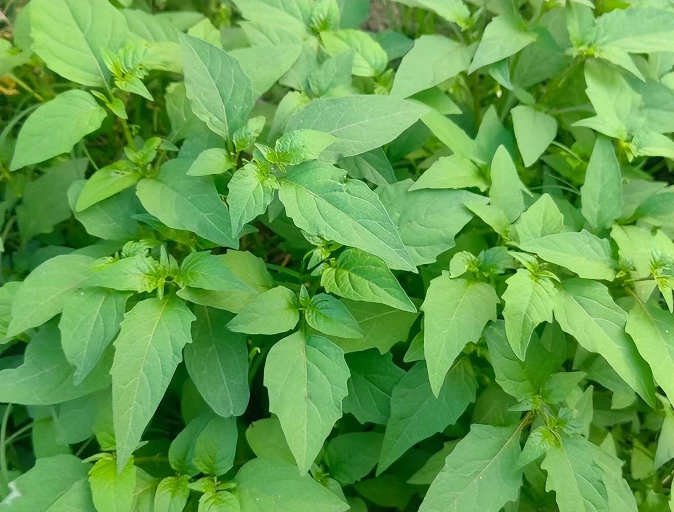 2 loại rau cực thơm, còn giúp làm sạch ruột, loại bỏ chất béo, xào hay trộn đều tươi ngon, sảng khoái- Ảnh 2.