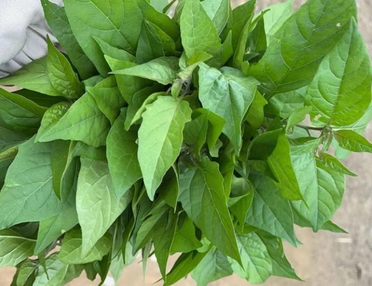 2 loại rau cực thơm, còn giúp làm sạch ruột, loại bỏ chất béo, xào hay trộn đều tươi ngon, sảng khoái- Ảnh 3.