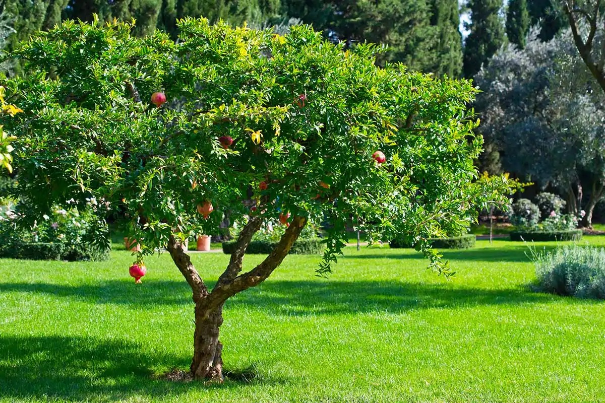 Người xưa dặn: "Trong nhà có 3 cây cảnh, gia đình được ban phước lành, cơm áo không lo" - Ảnh 6.