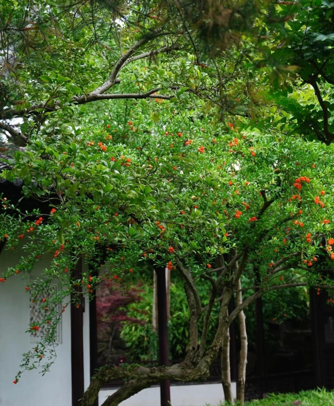 Người xưa dặn: "Trong nhà có 3 cây cảnh, gia đình được ban phước lành, cơm áo không lo" - Ảnh 7.