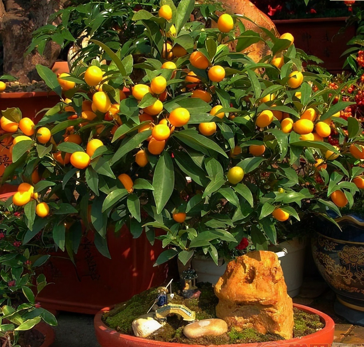 Người xưa dặn: "Trong nhà có 3 cây cảnh, gia đình được ban phước lành, cơm áo không lo" - Ảnh 8.