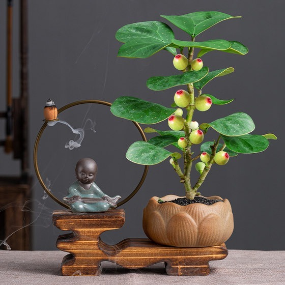 Người xưa dặn: "Trong nhà có 3 cây cảnh, gia đình được ban phước lành, cơm áo không lo" - Ảnh 4.