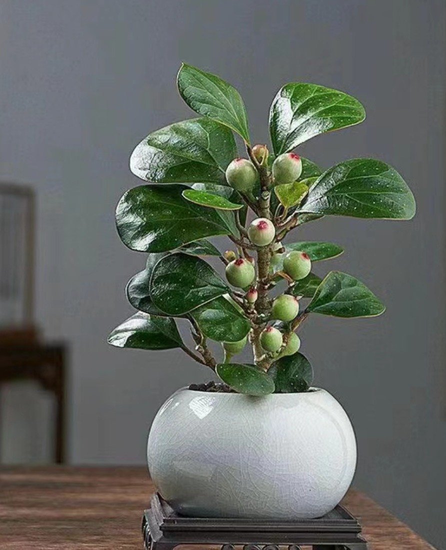 Người xưa dặn: "Trong nhà có 3 cây cảnh, gia đình được ban phước lành, cơm áo không lo" - Ảnh 2.