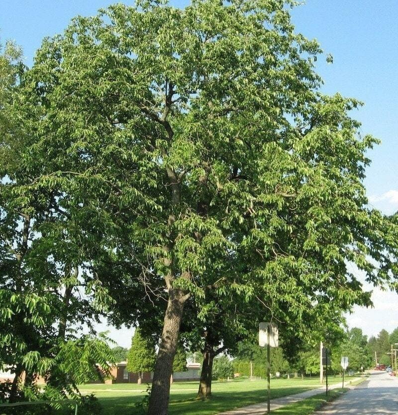 Người xưa dặn: Trồng cây cảnh cát tường, chiêu vàng rước bạc đầy nhà, hồng phúc truyền đời con cháu- Ảnh 4. Người xưa dặn: Trồng cây cảnh cát tường, chiêu vàng rước bạc đầy nhà, hồng phúc truyền đời con cháu- Ảnh 4.