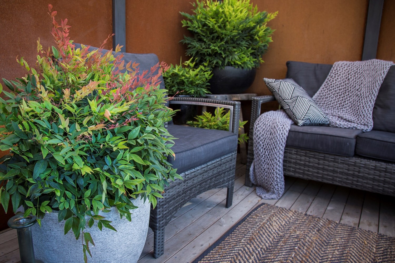 Cây cảnh như tắc kè hoa, 4 mùa tươi đẹp, lá đổi màu, quả rực rỡ, mang lại tài lộc, phúc khí cho gia đình- Ảnh 12.