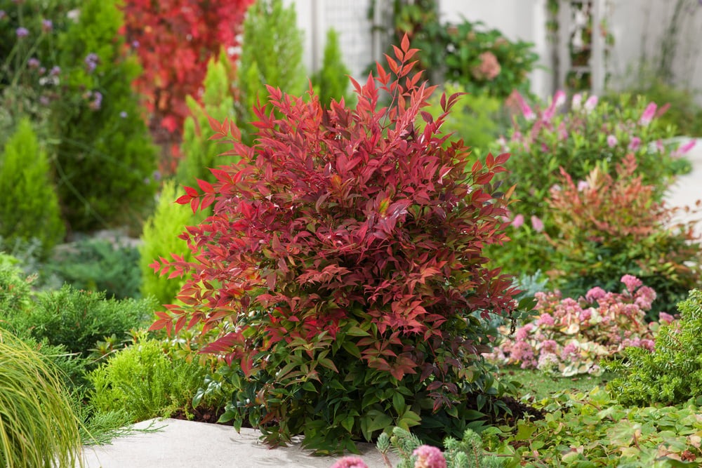 Cây cảnh như tắc kè hoa, 4 mùa tươi đẹp, lá đổi màu, quả rực rỡ, mang lại tài lộc, phúc khí cho gia đình- Ảnh 1.