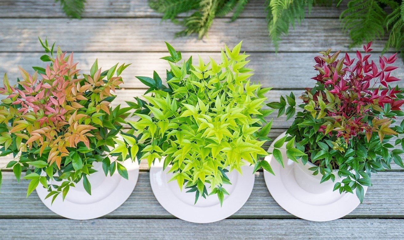 Cây cảnh như tắc kè hoa, 4 mùa tươi đẹp, lá đổi màu, quả rực rỡ, mang lại tài lộc, phúc khí cho gia đình- Ảnh 3.