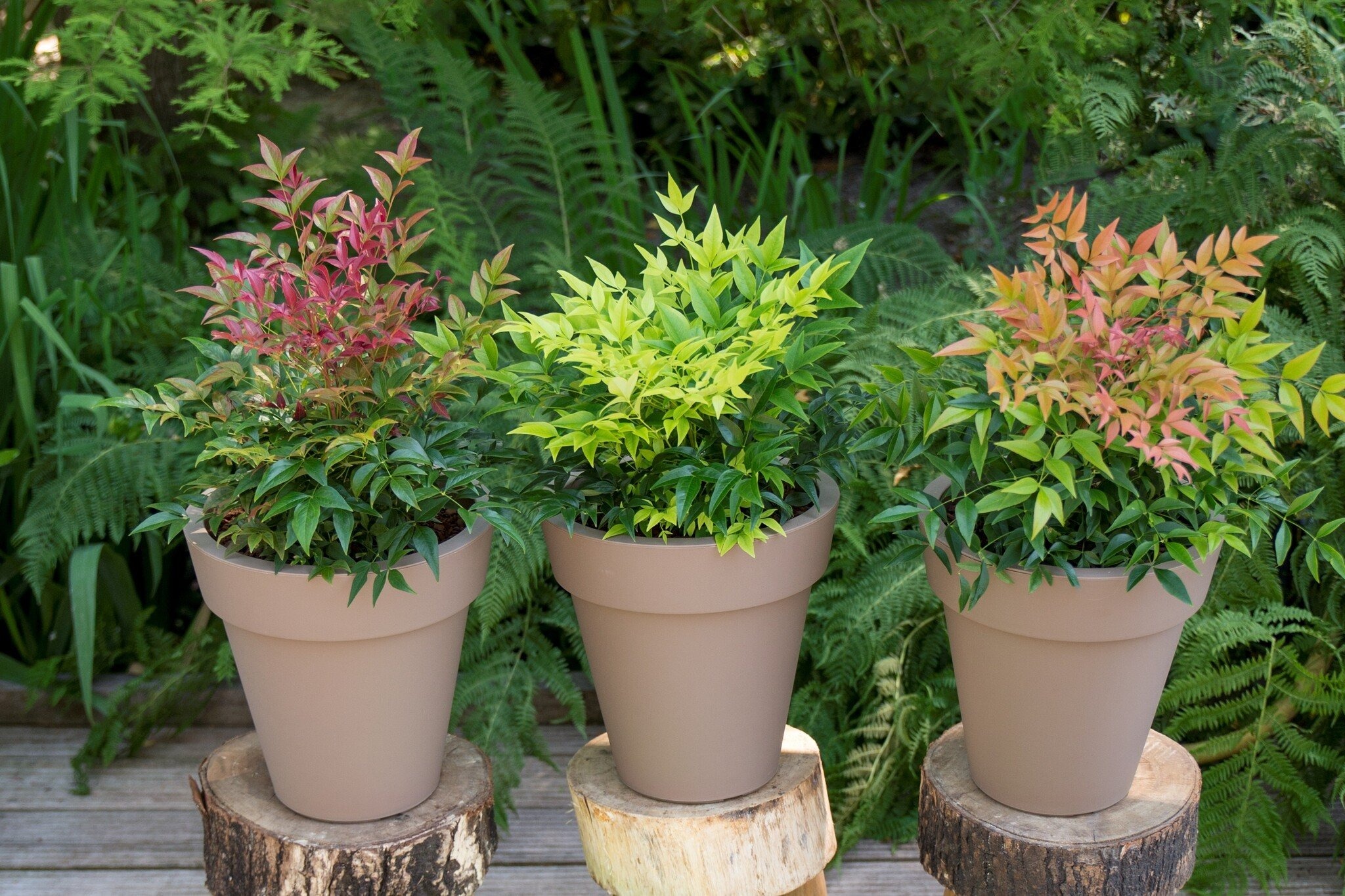 Cây cảnh như tắc kè hoa, 4 mùa tươi đẹp, lá đổi màu, quả rực rỡ, mang lại tài lộc, phúc khí cho gia đình- Ảnh 11.