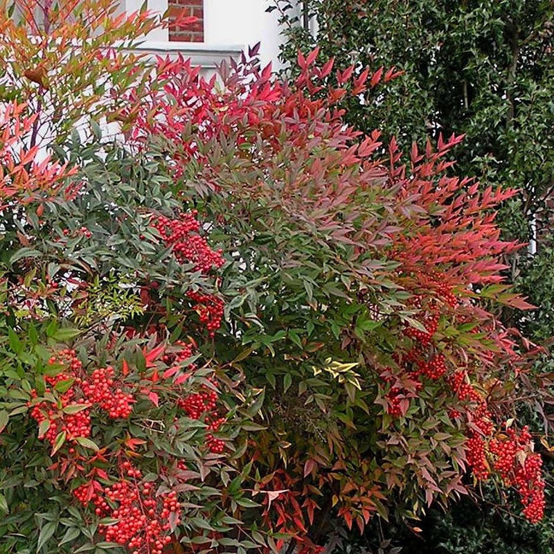 Cây cảnh như tắc kè hoa, 4 mùa tươi đẹp, lá đổi màu, quả rực rỡ, mang lại tài lộc, phúc khí cho gia đình- Ảnh 2.