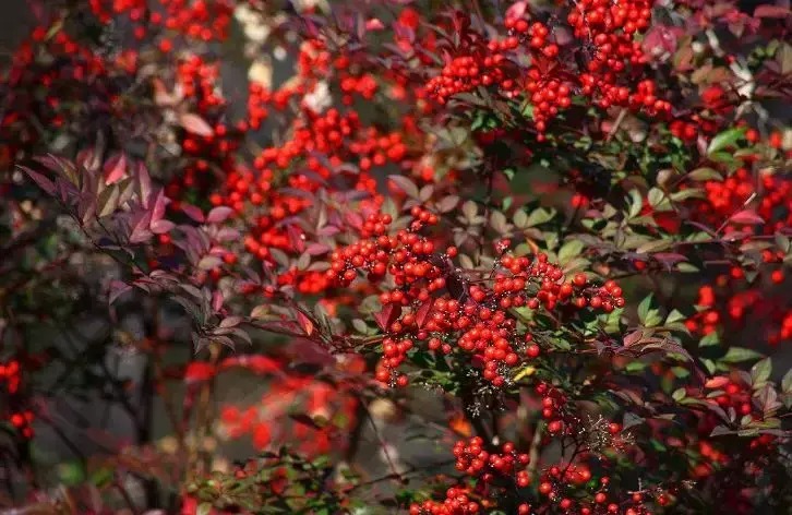 Cây cảnh như tắc kè hoa, 4 mùa tươi đẹp, lá đổi màu, quả rực rỡ, mang lại tài lộc, phúc khí cho gia đình- Ảnh 5.