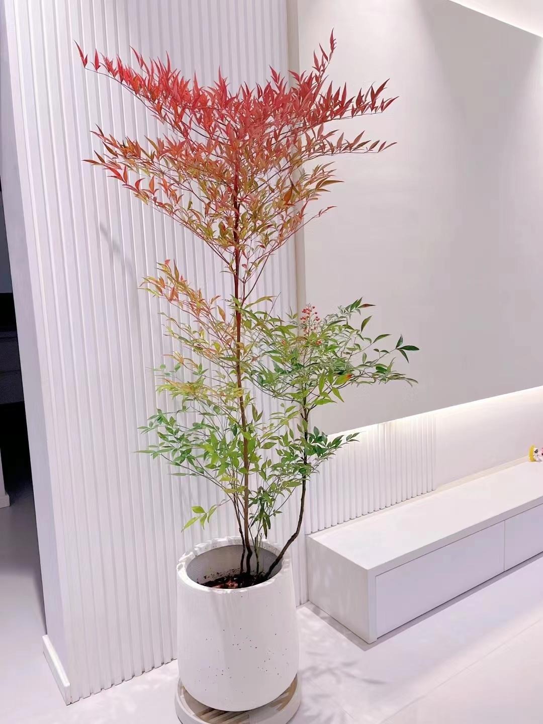 Cây cảnh như tắc kè hoa, 4 mùa tươi đẹp, lá đổi màu, quả rực rỡ, mang lại tài lộc, phúc khí cho gia đình- Ảnh 6.