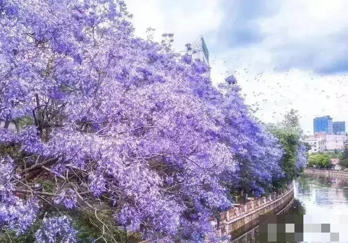 Cây cảnh hoa tím biếc, bồng bềnh như sương, như khói lại như mây, giúp tâm hồn được chữa lành- Ảnh 11.