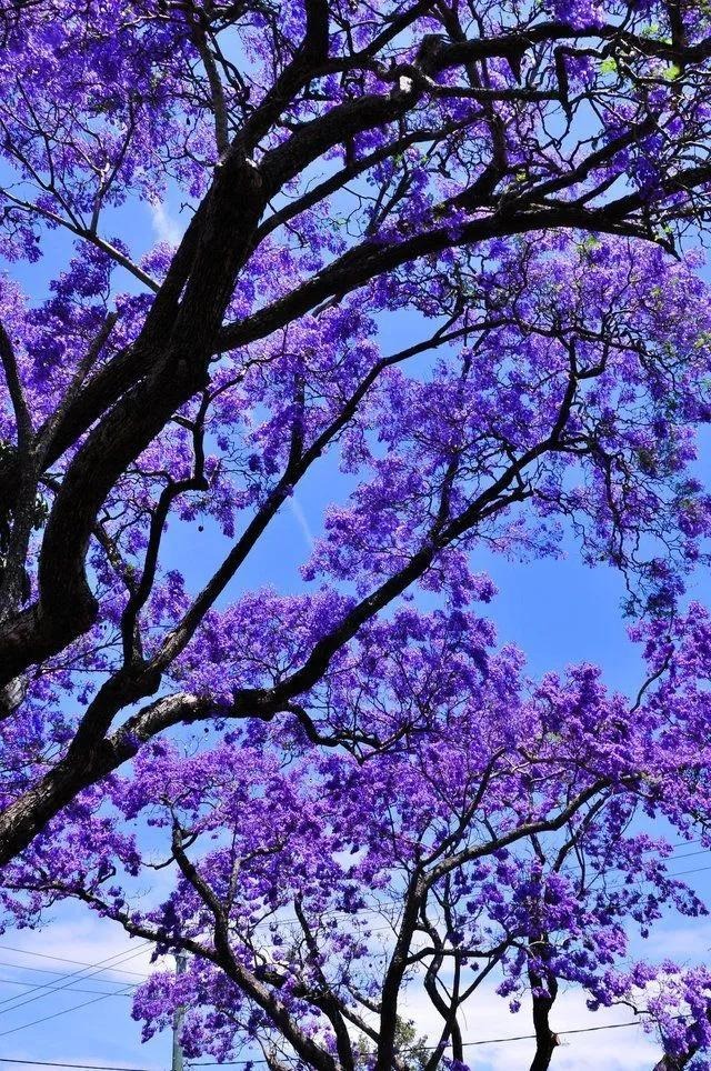 Cây cảnh hoa tím biếc, bồng bềnh như sương, như khói lại như mây, giúp tâm hồn được chữa lành- Ảnh 5.