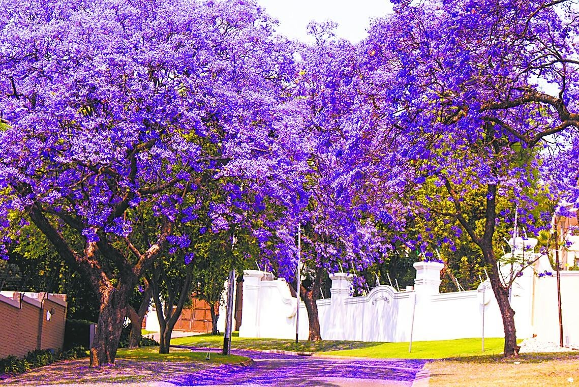 Cây cảnh hoa tím biếc, bồng bềnh như sương, như khói lại như mây, giúp tâm hồn được chữa lành- Ảnh 3.