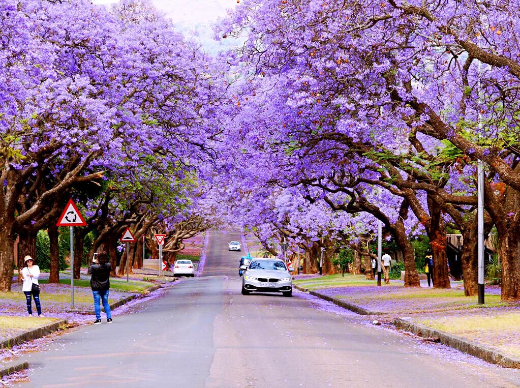Cây cảnh hoa tím biếc, bồng bềnh như sương, như khói lại như mây, giúp tâm hồn được chữa lành- Ảnh 12.