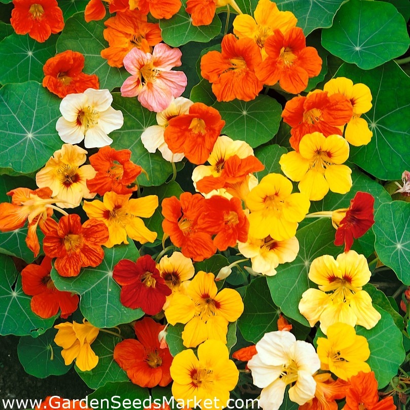Người thông minh trồng cây cảnh bình an, lá xanh, hoa thắm, chữa bệnh, ăn ngon, mang may mắn cho gia đình- Ảnh 10. Người thông minh trồng cây cảnh bình an, lá xanh, hoa thắm, chữa bệnh, ăn ngon, mang may mắn cho gia đình- Ảnh 10.