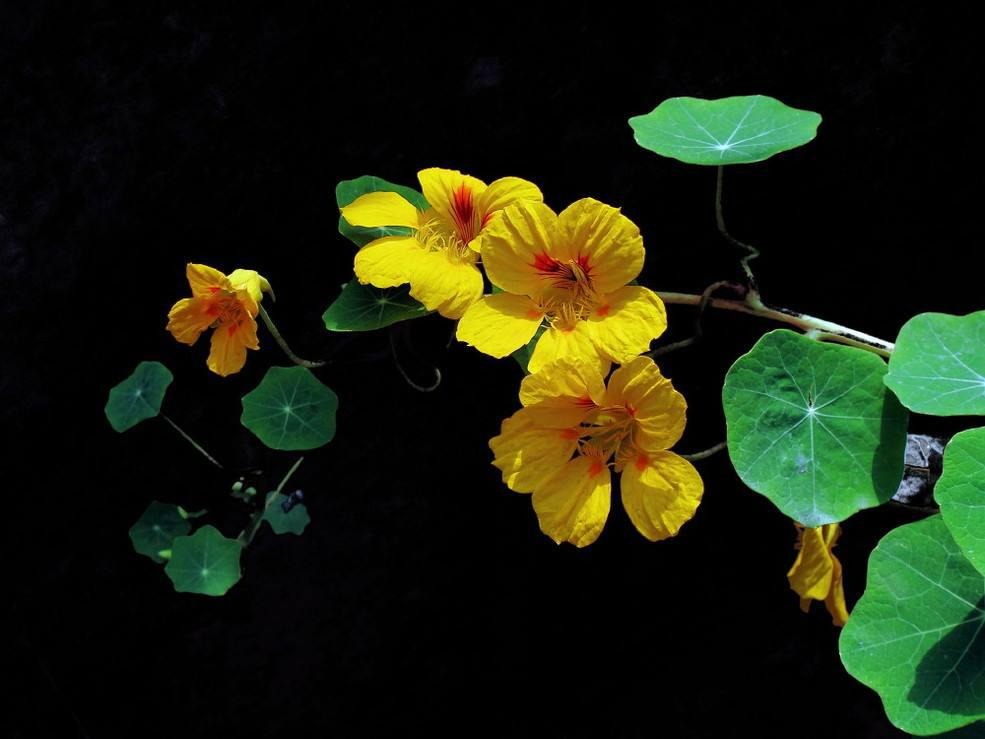 Người thông minh trồng cây cảnh bình an, lá xanh, hoa thắm, chữa bệnh, ăn ngon, mang may mắn cho gia đình- Ảnh 2. Người thông minh trồng cây cảnh bình an, lá xanh, hoa thắm, chữa bệnh, ăn ngon, mang may mắn cho gia đình- Ảnh 2.