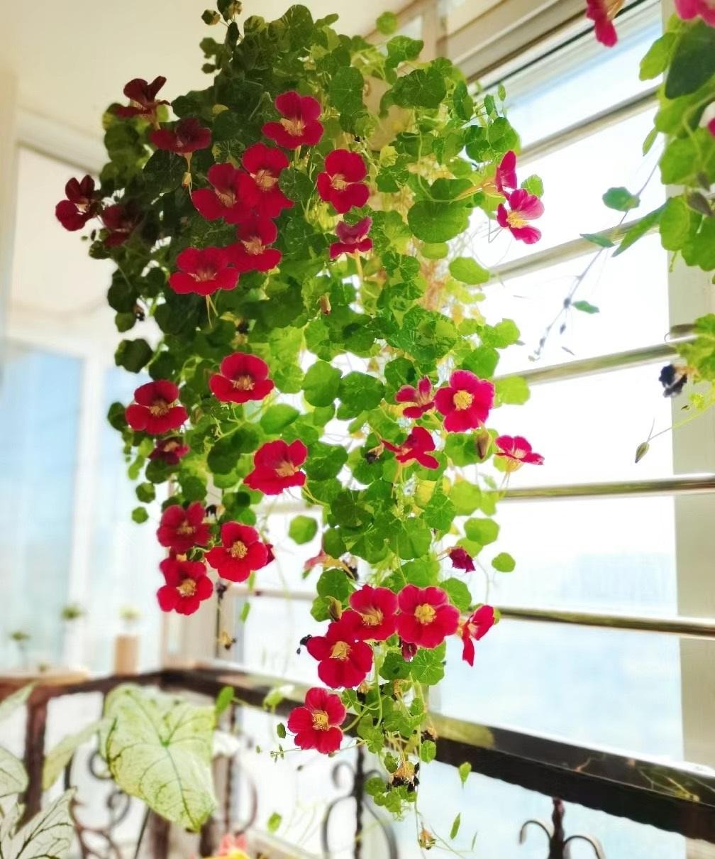 Người thông minh trồng cây cảnh bình an, lá xanh, hoa thắm, chữa bệnh, ăn ngon, mang may mắn cho gia đình- Ảnh 1. Người thông minh trồng cây cảnh bình an, lá xanh, hoa thắm, chữa bệnh, ăn ngon, mang may mắn cho gia đình- Ảnh 1.